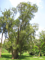 Imbuia (Ocotea porosa)