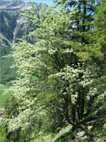 Echte Mehlbeere (Sorbus aria)