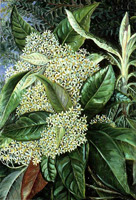 Musk Maser (Olearia argophylla)