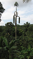 Fishtail Palm (Caryota urens) 