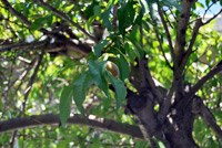 Pfirsich (Prunus persica) ©Fastily