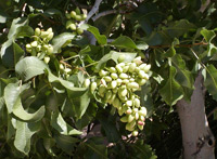 Pistazie (Pistacia vera) © Stan Shebs