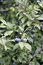 Schlehe (Prunus spinosa) ©Christof Bobzin