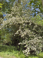 Weissdorn (Crataegus)