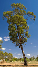 Yellow Box (Eucalyptus mellidora) ©Bidgee