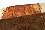 Cocobolo Burl ?