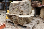 Box elder maple, saturated burl - from the sawmill