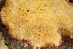 Linden Tree Burl avaiable !