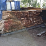 Poplar Burl comes out from the drying chamber