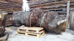 Beautiful maple burl trunk has arrived