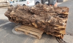 impressive Yew Burl trunk in the sawmill