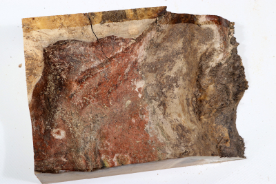 Maple Burl 205x135x65mm - AhoM0364