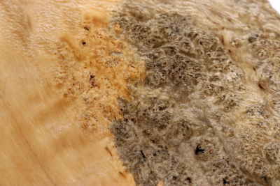 Maple Burl 205x135x65mm - AhoM0364