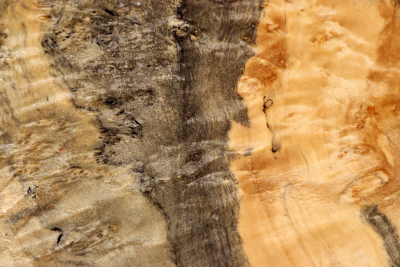 Maple Burl 220x165x65mm - AhoM0392