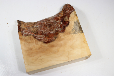 Maple Burl 220x195x65mm - AhoM0360