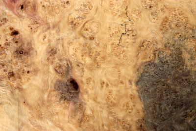 Maple Burl 340x240x65mm - AhoM0395