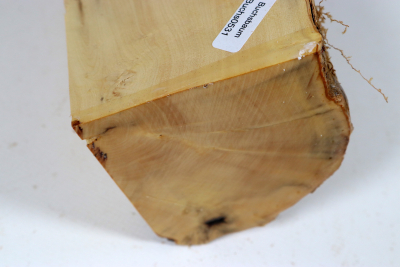 Boxwood 150x75x70mm - Buchs0531