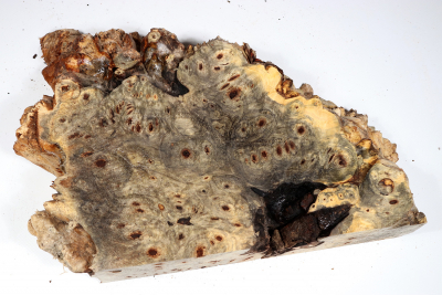 Buckeye Tree Burl 320x240x63mm - Buck0147