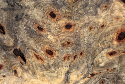 Buckeye Tree Burl 320x240x63mm - Buck0147