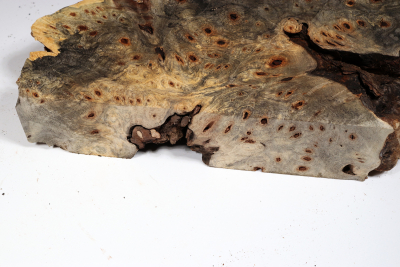 Buckeye Tree Burl 320x240x63mm - Buck0147