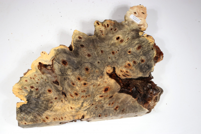 Buckeye Tree Burl 320x240x63mm - Buck0147