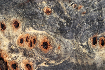 Buckeye Tree Burl 320x250x63mm - Buck0143
