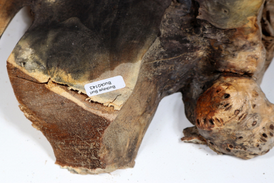 Buckeye Tree Burl 320x250x63mm - Buck0143