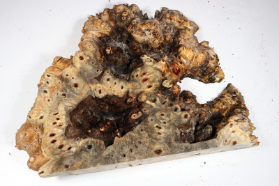 Buckeye Tree Burl 350x260x60mm - Buck0151