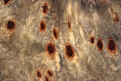 Buckeye Tree Burl 350x260x60mm - Buck0151
