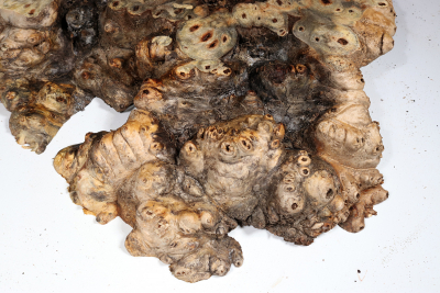 Buckeye Tree Burl 350x260x60mm - Buck0151
