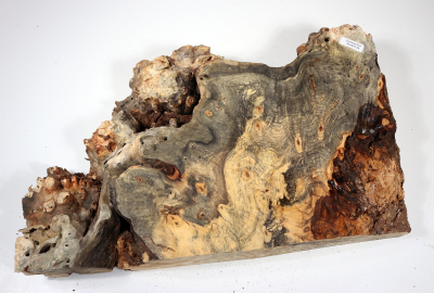 Buckeye Tree Burl 370x210x65mm - Buck0124