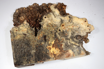 Buckeye Tree Burl 370x320x65mm - Buck0149