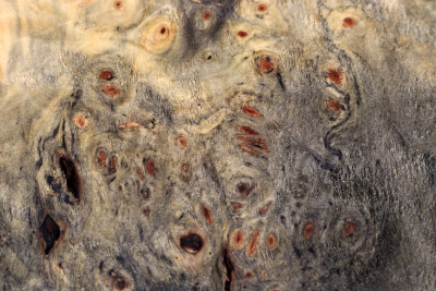 Buckeye Tree Burl 370x320x65mm - Buck0149