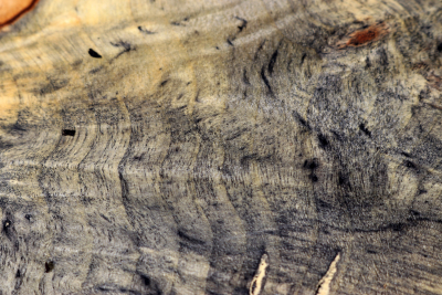 Buckeye Tree Burl 450x210x48mm - Buck0141