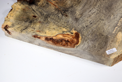 Buckeye Tree Burl 450x210x48mm - Buck0141
