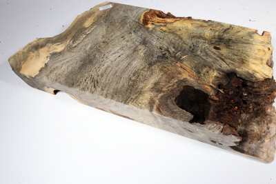 Buckeye Tree Burl 450x210x48mm - Buck0141