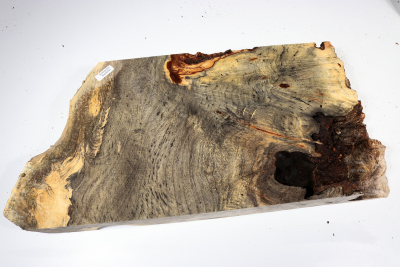 Buckeye Tree Burl 450x210x48mm - Buck0141