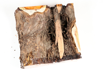 Abschnitt Eibe Maser 170x160x85mm - Eib1759