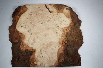Ash Burl 460x370x65mm - Esch0259