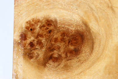 Abschnitt Golden Madrone 225x180x60mm - GMadr0551