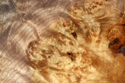 Golden Madrone Burl 280x175x60mm - GMadr0548
