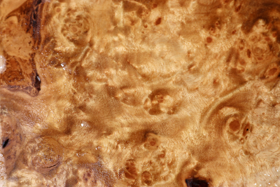 Golden Madrone Burl 280x210x60mm - GMadr0550