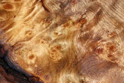 Golden Madrone Burl 370x125x60mm - GMadr0568