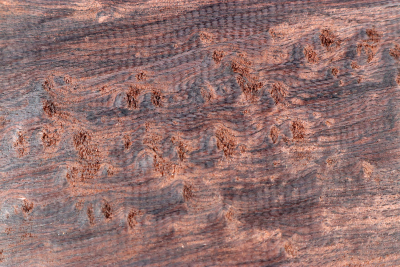 African Blackwood Burl 315x150x45mm - Gren0447