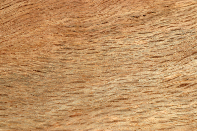 Abschnitt Korkeiche 305x130x62mm - Kork0008