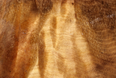 Abschnitt Laurel Maser 235x200x65mm - LauM0235