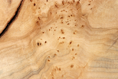 Burl Slab Linden Tree Burl 350x170x55mm - LinM0124