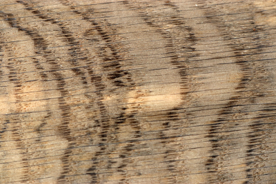 Bog Oak 280x84x50mm - Moor0290