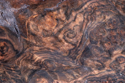 Blank Walnut Burl 490x360x65mm - NusBM1270