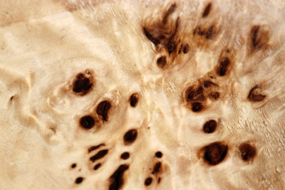 Poplar Burl 450x270x90mm- PapM0214